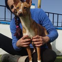 Calimero