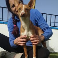 Calimero