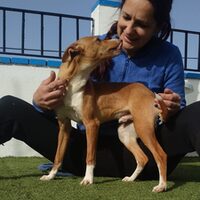 Calimero
