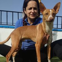 Calimero