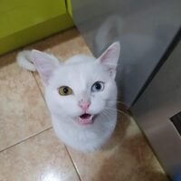 John Snow