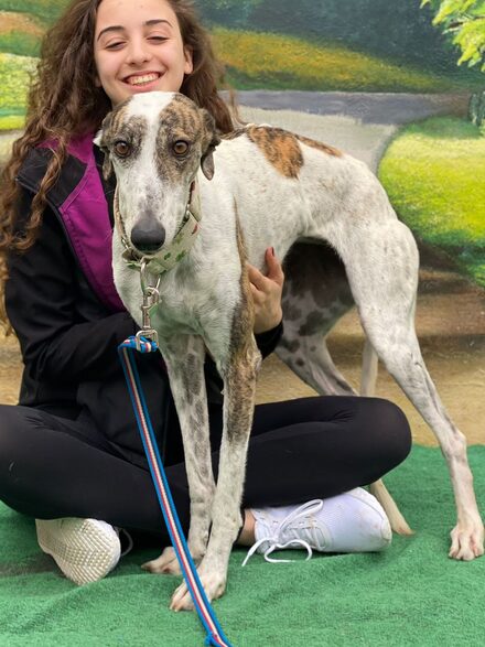 Dulcinea Galga