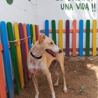 Dulce