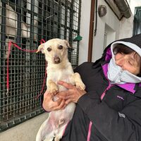 Copito