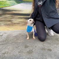 Copito