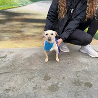 Copito