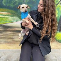 Copito