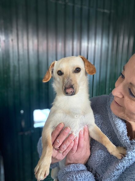 Copito