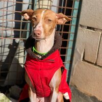 Laika