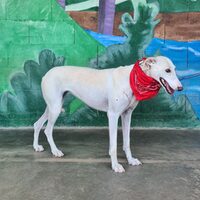 Laika