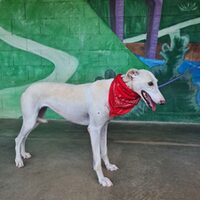 Laika