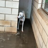 Laika