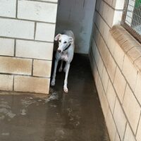 Laika