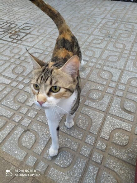 Carlotta