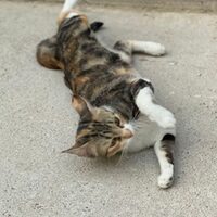 Carlotta