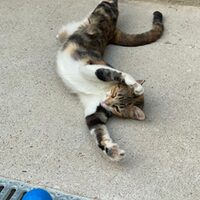 Carlotta