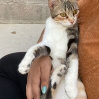 Carlotta