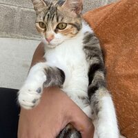Carlotta