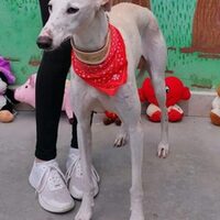 Marquesa