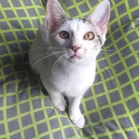 Dido