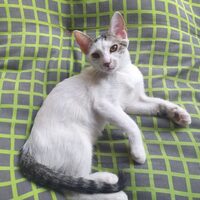Dido