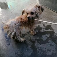 Penny
