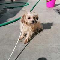 Penny