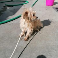 Penny