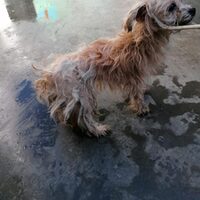 Penny