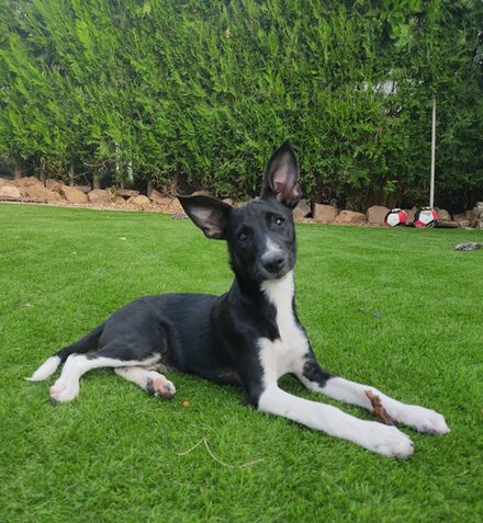 Pepino