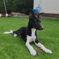 Pepino