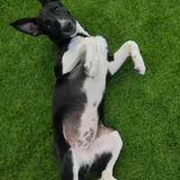 Pepino