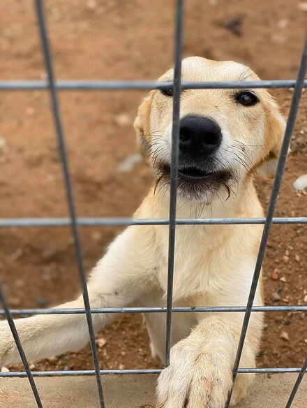 Hund hinter Gittern