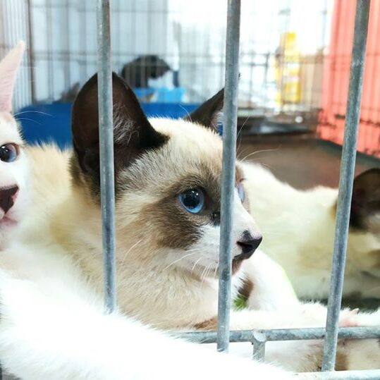 Katzen in der Rerrera