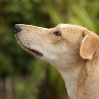 Glückliche Pflegehunde