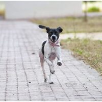 Glückliche Pflegehunde