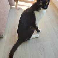 Pingui