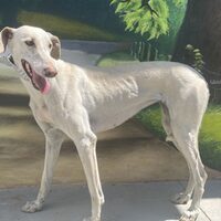 Galga