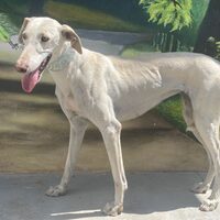 Galga