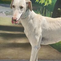Galga