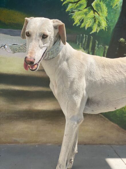 Galga
