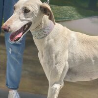 Galga