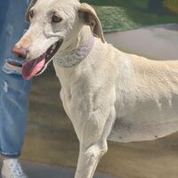 Galga