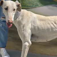 Galga