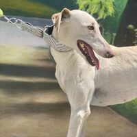 Galga