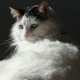 Kater