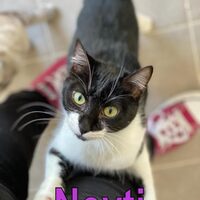 Katzen