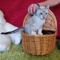 Katzen
