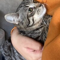 Katzen