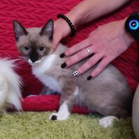Katzen